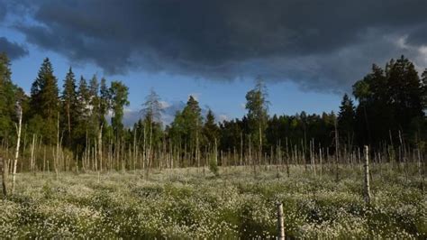 “A Land of Forests and Swamp.” The image of Lithuania in Medieval Europe - the Lithuania Tribune