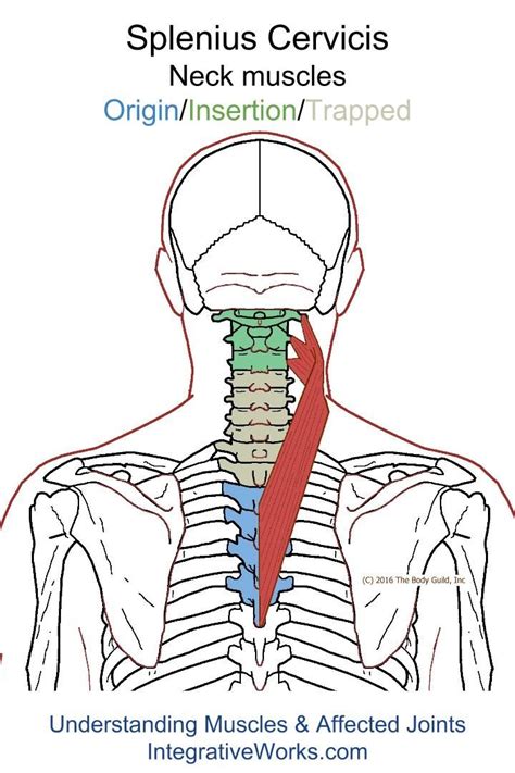 17 Best images about Neck - Origin/Insertion on Pinterest | Anxiety ...