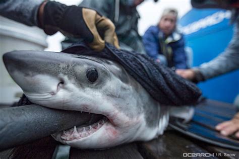 New Shark Pup, 'Great White Finn,' Spotted Off Long Island: Video ...