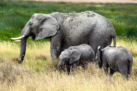 Serengeti Elephants | World-Adventurer