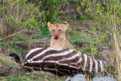 Lion Eating Zebra Stock Photos, Pictures & Royalty-Free Images - iStock