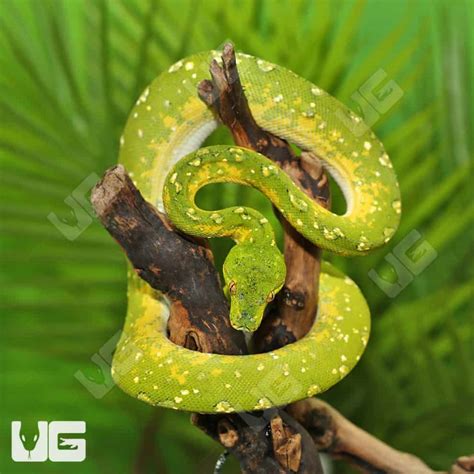 Adult Biak Green Tree Pythons (Morelia viridis) For Sale - Underground ...