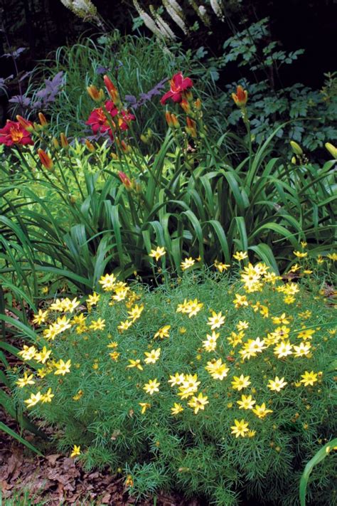 The Best Plants for Sunny Borders - FineGardening