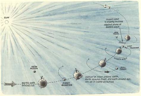 The synodic phases of the moon, from one new moon to the next. (Rey,... | Download Scientific ...