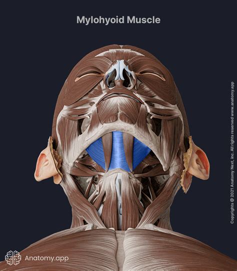 Mylohyoid | Encyclopedia | Anatomy.app | Learn anatomy | 3D models ...