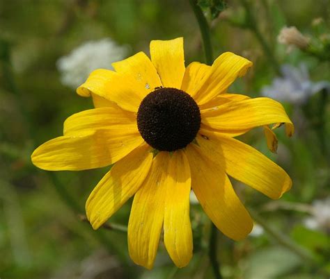 Rudbeckia Black Eyed Susan Seeds 482 · Turtle Tree Seed Initiative