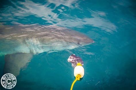 Great White Shark Cage Diving - Video Post