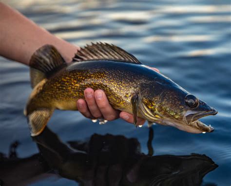 Shore Fishing for Lake Erie Walleye - Powderhook