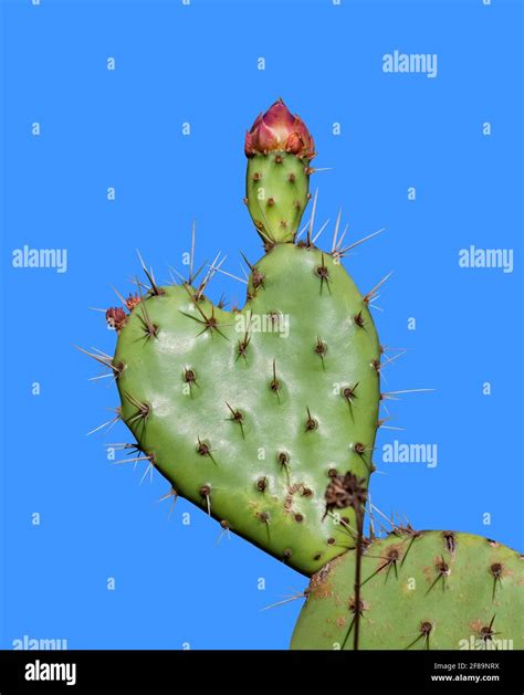 Cactus fruit art hi-res stock photography and images - Alamy
