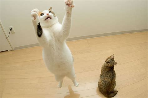 Funny Cat Jumping 15 Hd Wallpaper - Funnypicture.org