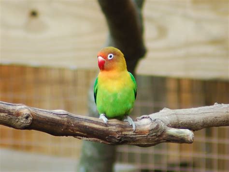 Fischer's Lovebird: Housing, Pet Care, Temperament, Pictures | Singing Wings Aviary