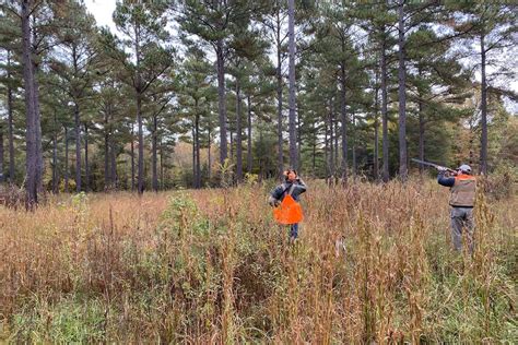 Quail Hunting - Meadow Wood Farms