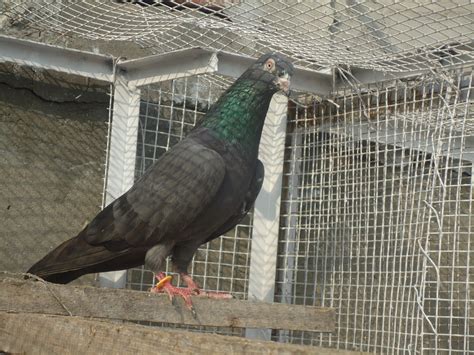 Neela Kamangar kabootar of Ustad Jagga ~ Pigeons Photos | Pigeons Care ...