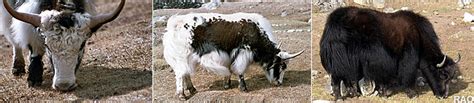 RAOnline Bhutan: Economy - Yak Farming