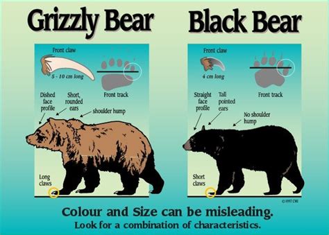 Know the difference between Grizzly bears and Black bears? : r/WildernessBackpacking