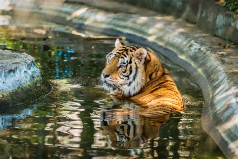 Bengal Tigers are Immersed in Water. Stock Image - Image of expression, animal: 113323129