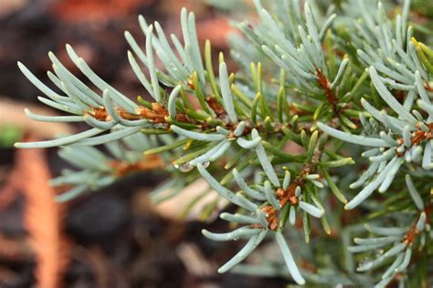 Plant Tsuga mertensiana 'Glacier Peak' by coniferguy in Albers Vista Gardens | Plants Map