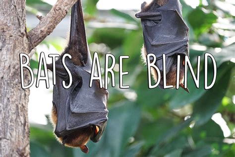 Myth or Fact? #25 - Bats are blind — Steemit