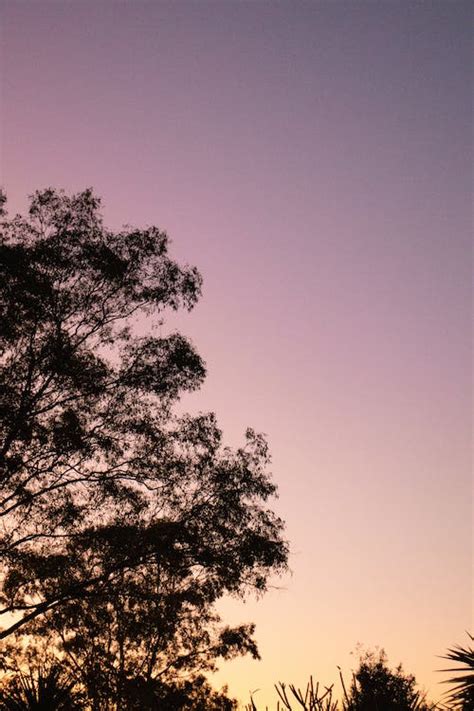 Silhouette of Trees During Sunset · Free Stock Photo