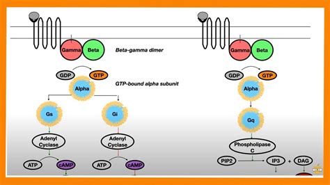 Signal Transduction Pathways (G-Protein, Receptor Tyrosine Kinase, cGMP ...