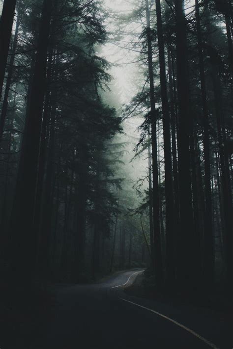 Lone Wolf | Forest wallpaper, Dark forest aesthetic, Background