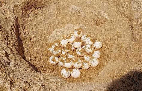 91 Sea Turtle Eggs Found on Phuket Beach - The Phuket Express