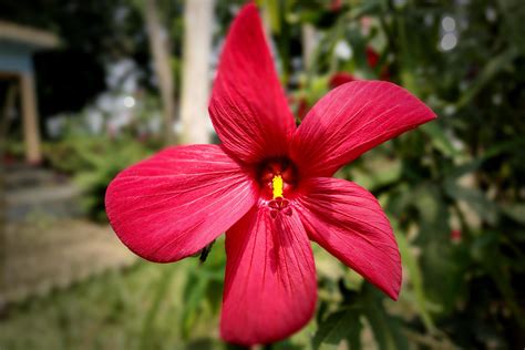 Red China Rose, Chinese Hibiscus Flower 19566274 Stock Photo at Vecteezy