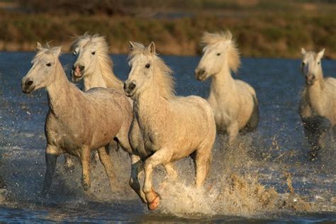 LLBwwb, Nature and Animals :) | Camargue horse, Horses, Horse lover