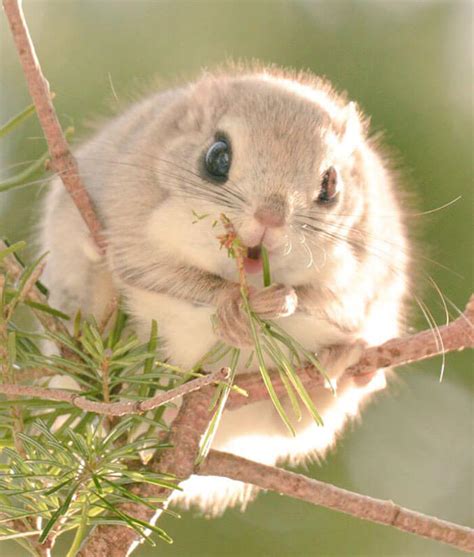 The Baby Japanese Dwarf Flying Squirrel Is Definitely The Cutest Animal On Earth