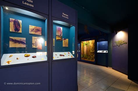 Amber Gallery Puerto Plata | Museum | Cultural Displays