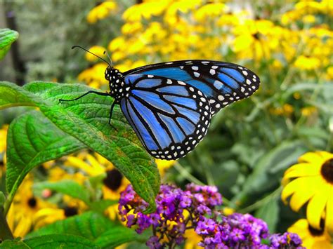 Blue Monarch Butterfly by DylanSpider on DeviantArt