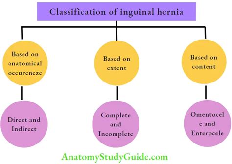 Abdominal Wall Hernias Types, Causes and Treatment - Anatomy Study Guide