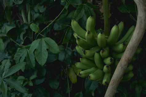 How To Grow & Care A Banana In Your Backyard: A Comprehensive Guide » GreenLife