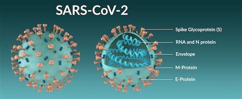 New Coronavirus Variant: What Is The Spike Protein And Why Are ...