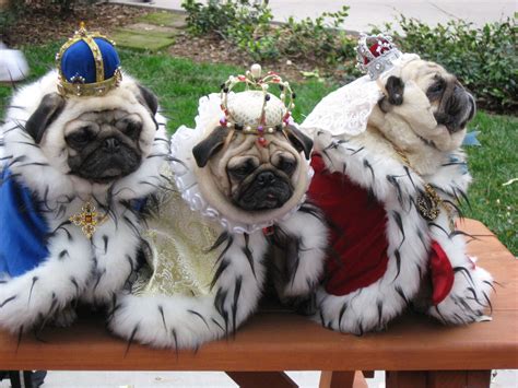 15 Facts You Probably Didn't Know About Pugs | Pug facts, Cute pugs, Pugs in costume