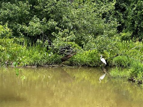 Dive into Nature at Kenilworth Aquatic Gardens in Washington DC | Free Tours by Foot