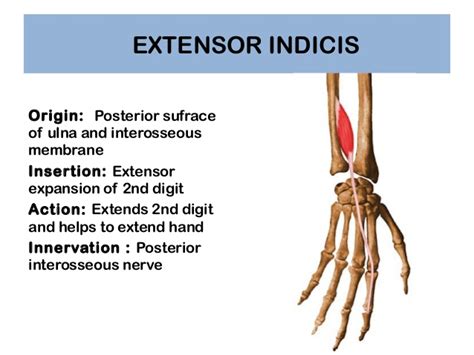 Extensor Indicis: Origin, Insertion, Nerve Supply & Action » How To Relief