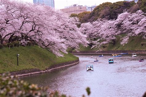 Tokyo Cherry Blossom 2024: Best Spots, Forecasts, Day Tours
