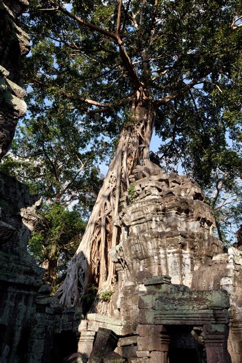 Ta Prohm Temple | Photographic Meanderings/Around the World with National Geographic