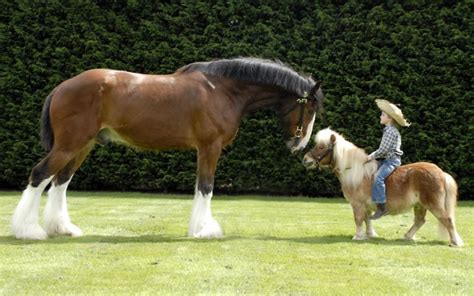 Was ist der Unterschied zwischen einem Pferd und einem Pony? - Allo Culture