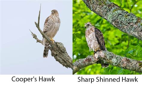 Cooper's Hawk Vs Sharp Shinned Hawk Identification