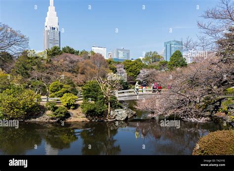 Cherry blossoms in Shinjuku Gyoen Park, Tokyo, Japan on March 25, 2019 Stock Photo - Alamy