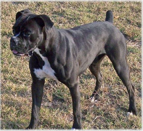 Reverse brindle | Boxers | Pinterest