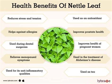 Nettle Leaf Benefits And Its Its Side Effects | Lybrate