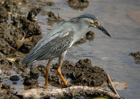 Striated Heron Photograph by Perry Van Munster - Fine Art America