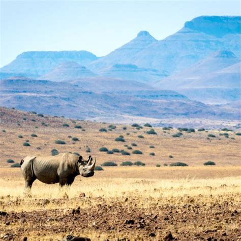 Experience Tracking Desert Black Rhino In Nambia | Art Of Safari