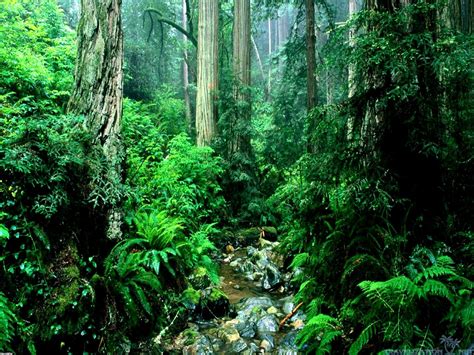 Amazon Forest Wallpapers Desktop - Wallpaper Cave