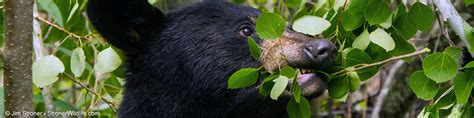 Ant Brood - an Important Food - North American Bear CenterNorth ...