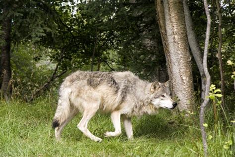 Wolf Hunting Prey stock photo. Image of predator, standing - 26349710