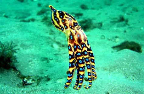 Blue Ringed Octopus - Description, Habitat, Image, Diet, Interesting Facts